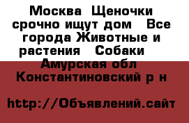 Москва! Щеночки срочно ищут дом - Все города Животные и растения » Собаки   . Амурская обл.,Константиновский р-н